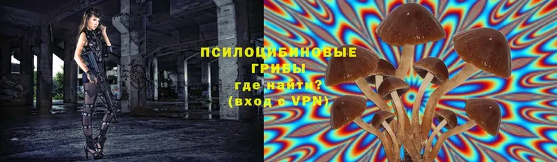 Галлюциногенные грибы Psilocybe  OMG вход  Егорьевск 